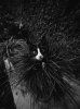 cat-black-and-white-photography-20.jpg