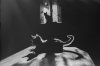 cat-black-and-white-photography-21.jpg