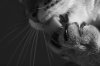 cat-black-and-white-photography-24.jpg