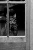 cat-black-and-white-photography-62.jpg