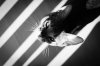 cat-looking-at-you-black-and-white-photography-3.jpg