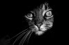 cat-looking-at-you-black-and-white-photography-4.jpg