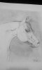 horse_by_legolastheelf06-d5ahtif.jpg