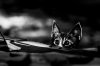 cat-black-and-white-photography-5.jpg