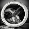 cat-black-and-white-photography-6.jpg