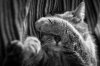 cat-black-and-white-photography-7.jpg