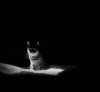 cat-black-and-white-photography-9.jpg