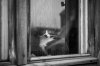 cat-black-and-white-photography-10.jpg
