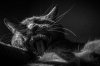 cat-black-and-white-photography-22.jpg