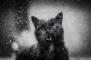 cat-black-and-white-photography-36.jpg