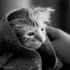 cat-black-and-white-photography-44.jpg