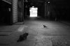 cat-black-and-white-photography-111.jpg