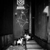 cat-black-and-white-photography-141.jpg