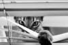 cat-looking-at-you-black-and-white-photography-2.jpg