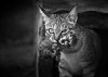 cat-looking-at-you-black-and-white-photography-103.jpg