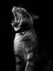 cat-looking-at-you-black-and-white-photography-1011.jpg