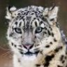 snowleopard