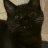andromedancat