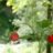 NuR_