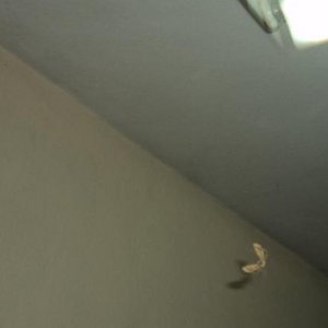 Fotoğraf