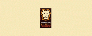 22-lion-logo-design