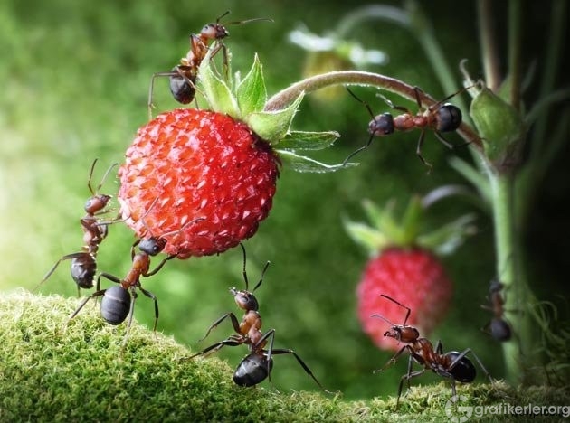 Fantasy-world-of-ants1