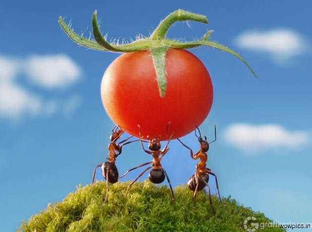Fantasy-world-of-ants5