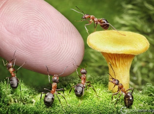 Fantasy-world-of-ants9